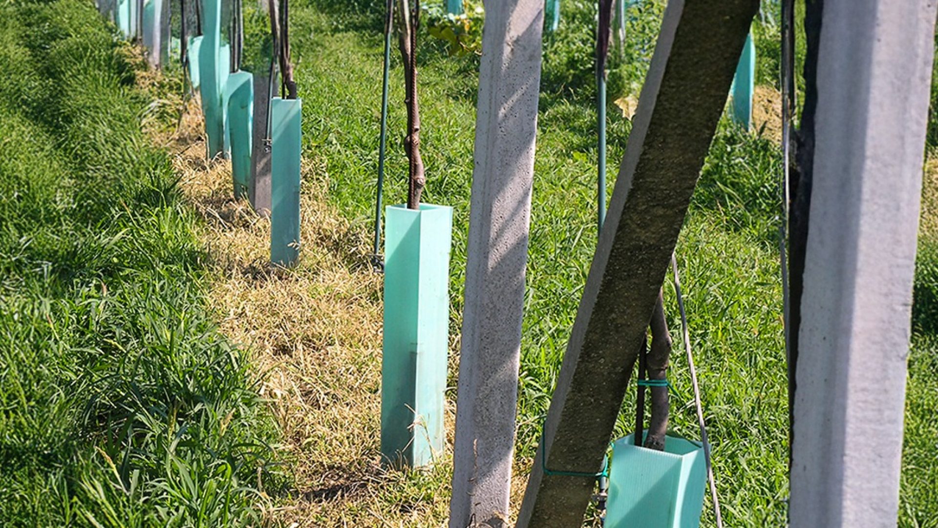 Sistema de llama controlada para malas hierbas