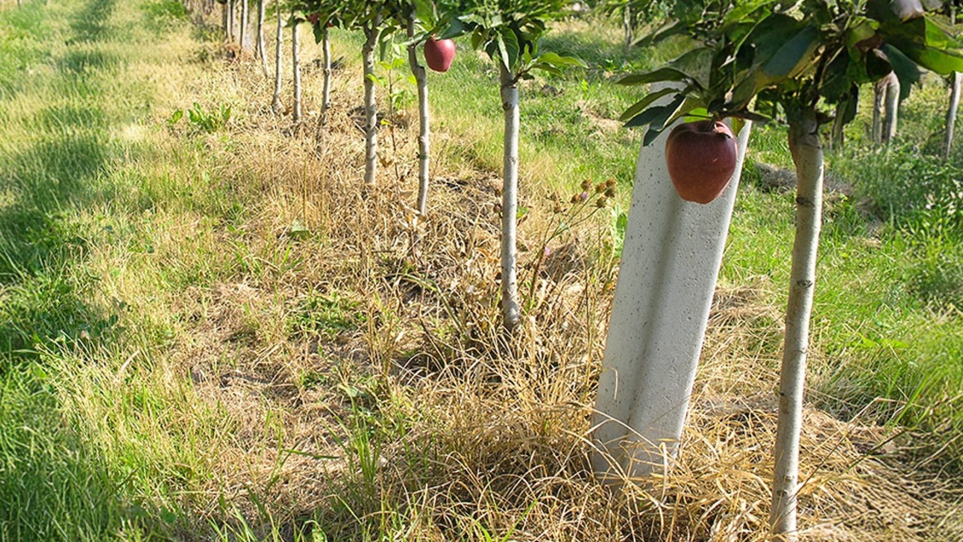 Desherbado térmico sin herbicidas en frutales
